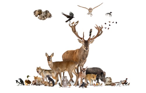 Preview: Large group of various european fauna animals, red deer, red fox