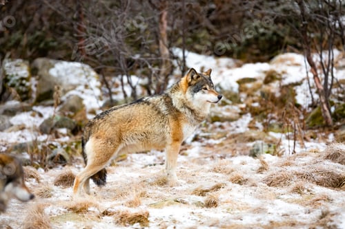 Preview: Magnificent alpha male wolf in pack standing in the forest