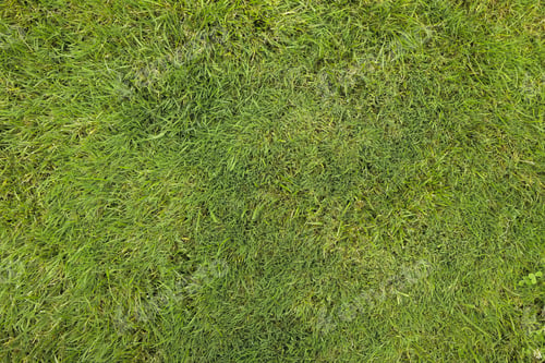 Preview: grass texture background yard garden