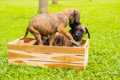 Preview: Two cute puppies in a wooden basket on the green grass at the park. animal theme