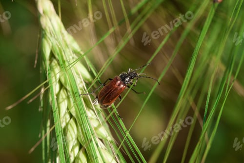Preview: Close up of bug on glass.