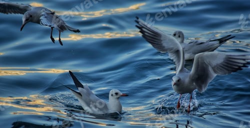 Preview: Seagulls waterfowl birds in saltwater looking for food together