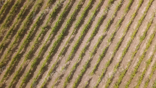 Preview: Aerial Top View of Vineyard Rows in Patterned Agricultural Landscape