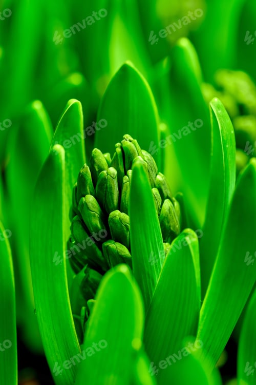 Preview: Beautiful crocus