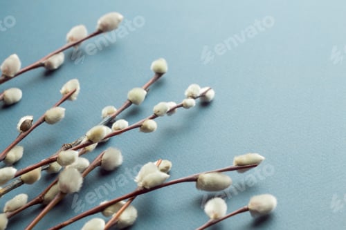 Preview: Pussy willow branches on blue background. Concept of springtime