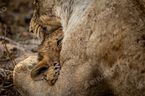 Preview: Lion cub cuddling with his mother.
