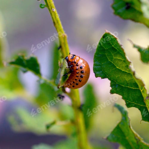Preview: Colorado potato beetle larvae eat leaf of young potato