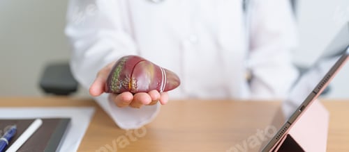 Preview: Doctor with human Liver model and tablet. Liver cancer