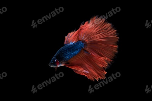 Preview: Beautiful colorful of siamese betta fish