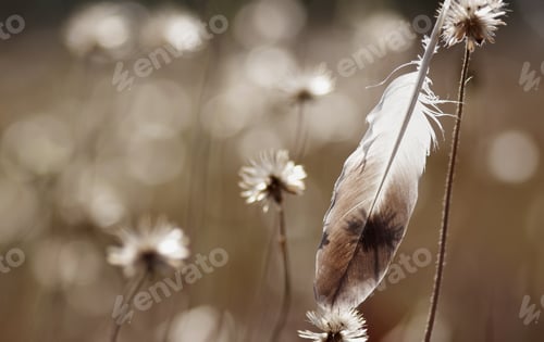 Preview: The feather and wilted dandelion among morning light