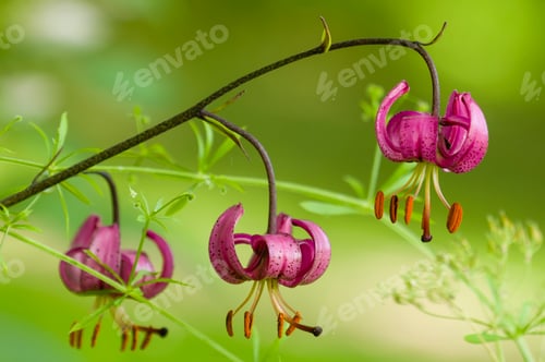 Preview: Wild lilium flowers