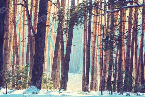 Winter forest