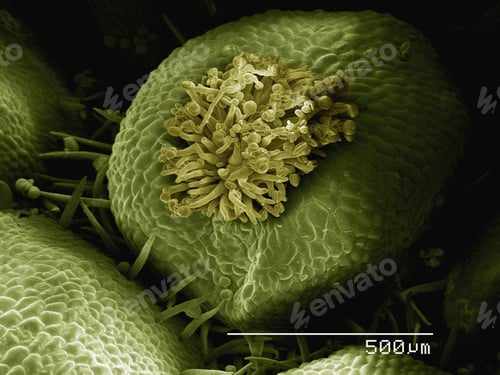 Preview: Coloured SEM of flower of false rue anemone (Enemion sp)