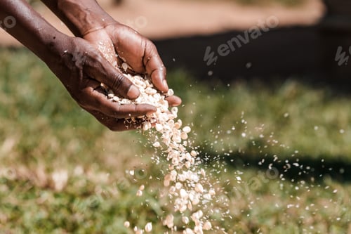 Preview: Hands winnowing maize whole grains cereals kenya east africa