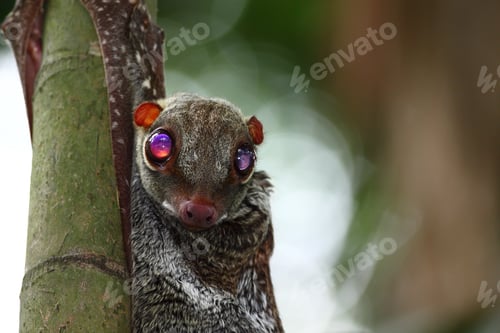 Preview: Closeup shot of a bat hanging on bamboo with its eye wide open