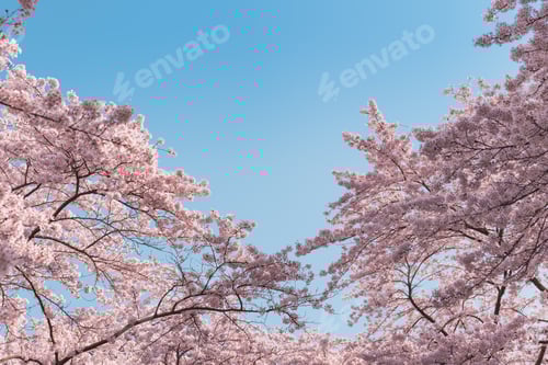 Preview: Spring banner, branches of blossoming cherry against background of blue sky on nature outdoors.