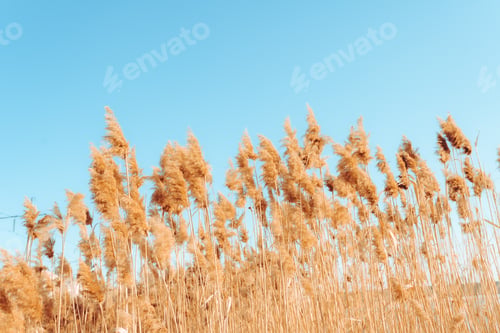 Preview: A tranquil winter sunset lake with reed flowers are in bloom.