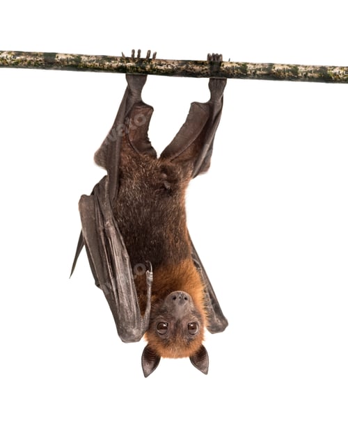 Preview: Lyle's flying fox hanging from a branch, Pteropus lylei