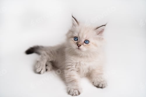 Preview: Small white purebred kitten on a light blanket in women's hands, beautiful, funny, looks, blue eyes