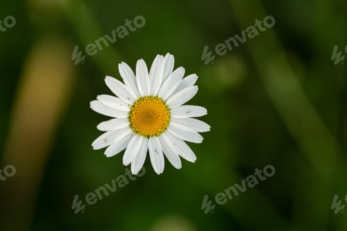 Preview: White chamomile on a natural green background in summer