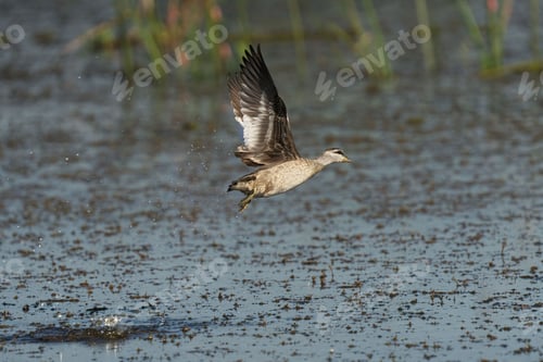 Preview: Female Pygmy Goose flying over lake