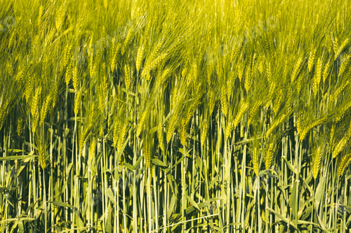 Preview: Green wheat on the field in spring. Selective focus, shallow DOF background.