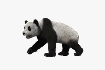 Preview: Walking Giant Panda