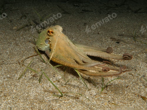 Visualização: My friend the octopus