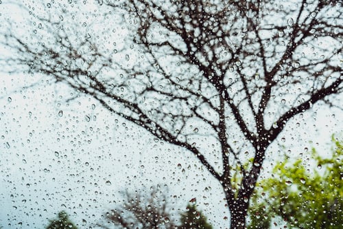 Preview: Drops of rain on the window; blurred tree in the background