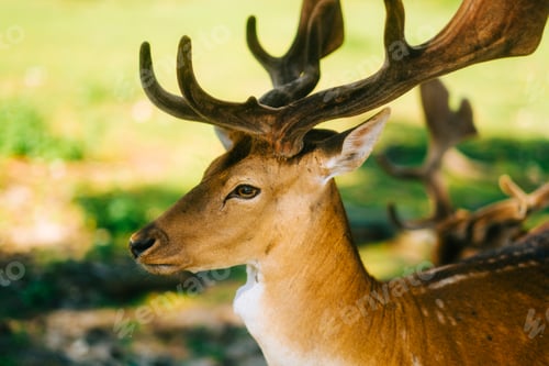 Preview: Red deer fallow deer majestically powerful animal in the forest. Animals in the natural forest.