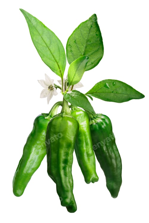 Preview: Shishito peppers, growing, paths
