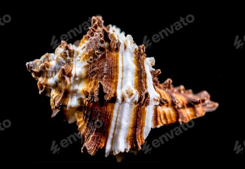 Preview: Endive Murex shell on black background