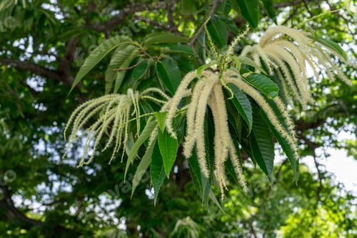 Preview: Chestnut Flower