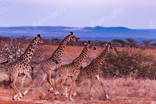 Preview: Giraffe Wild Wildlife Animals Hoofed Mammal Tallest Terrestrial Ruminant In Kenya East Africa