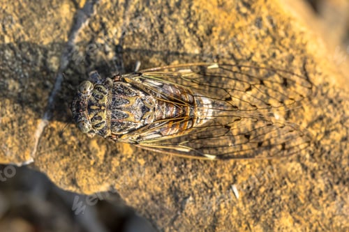 Preview: Cicada insect camouflage