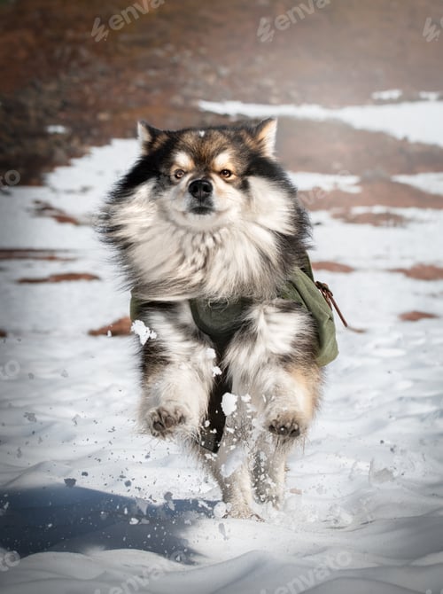 Preview: Portrait of Finnish Lapphund dog