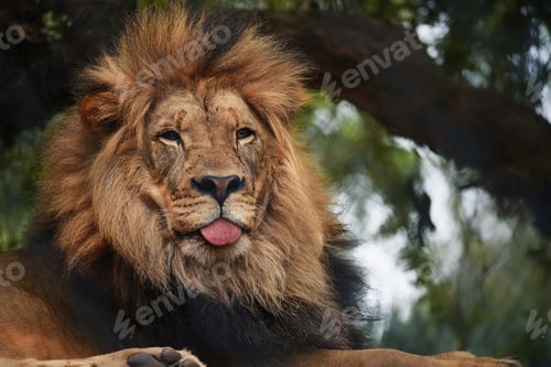 Preview: lion, wilderness, leo