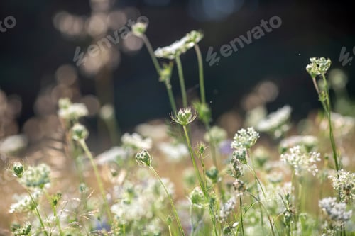 Preview: Summertime meadow