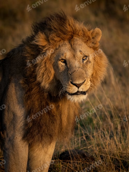 Preview: Portrait of a Male Lion in Africa
