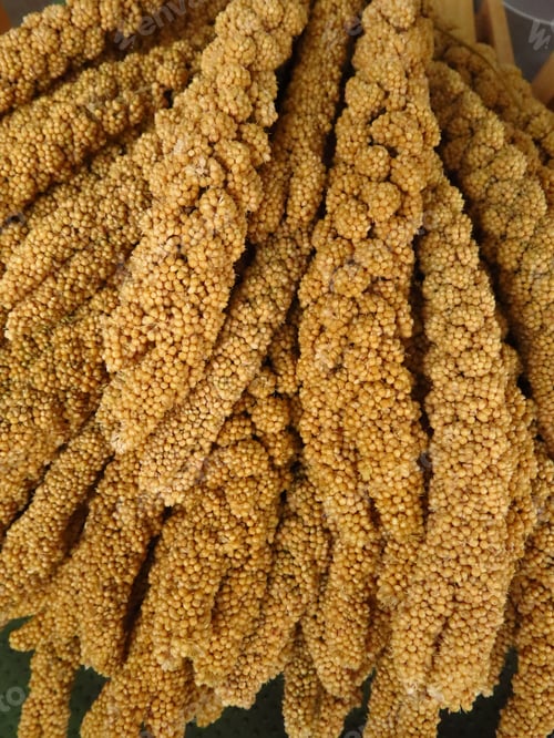 Preview: Closeup shot of foxtail millet plants