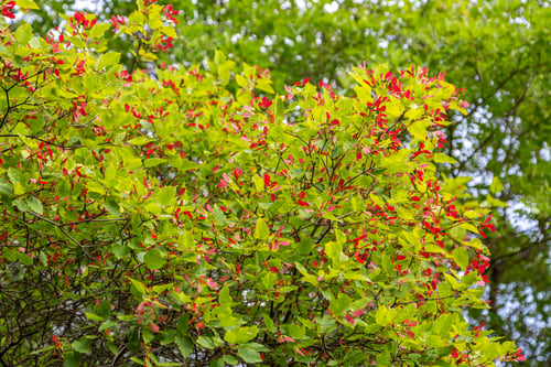 Preview: Branch of Acer ginnala on blue sky background. Tatar maple L. Acer tataricum