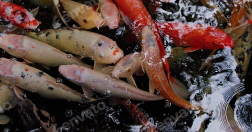 Preview: Koi fish, Cyprinus caprio, Cyprinus rubrofuscus swim with reflections and small waves on the surface