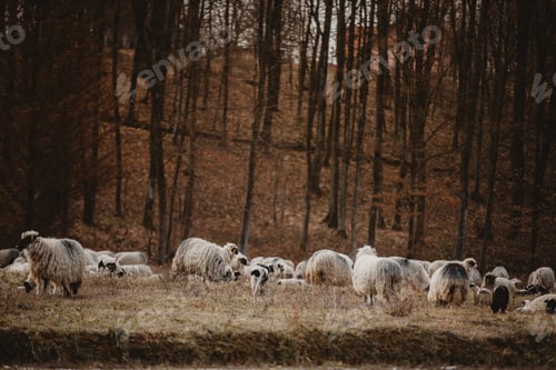Preview: Beautiful view of many sheep in the forest at autumn