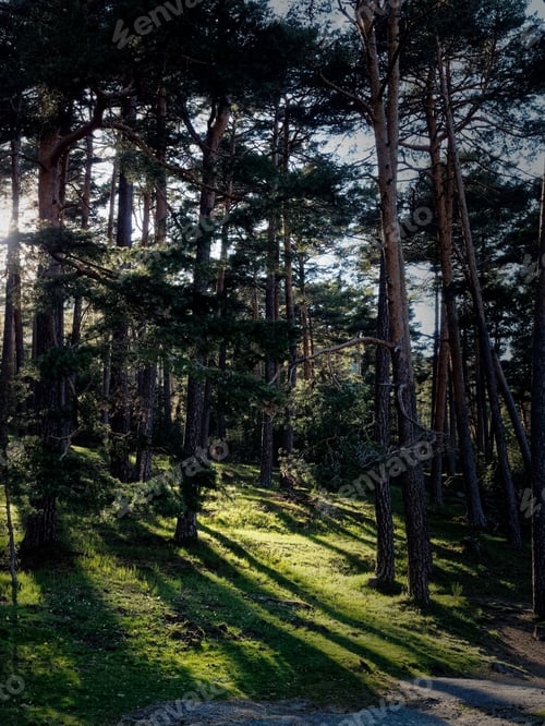 Preview: Sunlight through pine trees in a forest.