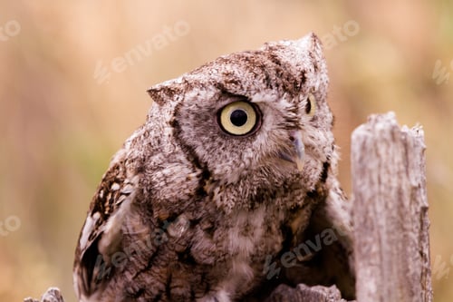 Preview: Western Screech Owl