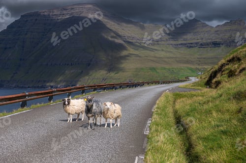 Preview: Sheep Crossing Road in Faroe Islands