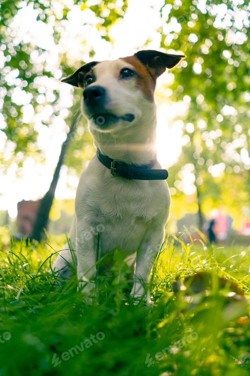 Preview: portrait of an active playful jack russell terrier dog on a walk in the park
