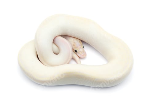 Preview: The royal python isolated on white background