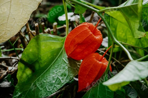 Preview: Red physalis alkekengi close-up. Exotic fruit on branch. Chinese lantern, Japanese lantern