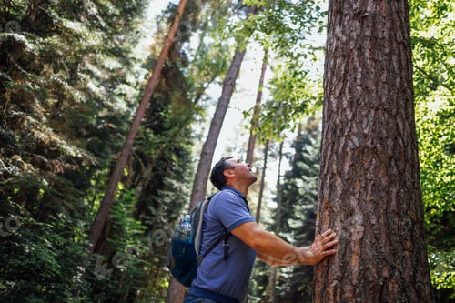 Preview: A young man with a backpack in the woods. An attractive tourist touches a large tree in the forest